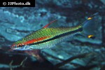 dawkinsia denisonii dawkinsia denisonii