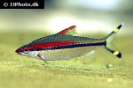 dawkinsia denisonii dawkinsia denisonii