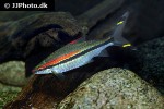 dawkinsia denisonii dawkinsia denisonii
