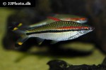dawkinsia denisonii dawkinsia denisonii