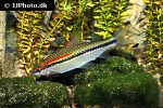dawkinsia denisonii dawkinsia denisonii