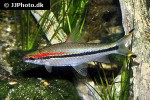 dawkinsia denisonii dawkinsia denisonii