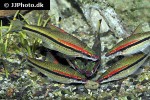 dawkinsia denisonii dawkinsia denisonii