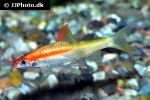 dawkinsia denisonii gold dawkinsia denisonii gold