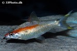 dawkinsia denisonii gold dawkinsia denisonii gold