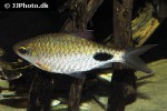 dawkinsia filamentosa dawkinsia filamentosa