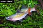 dawkinsia filamentosa dawkinsia filamentosa