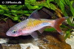 dawkinsia filamentosa dawkinsia filamentosa