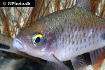dawkinsia filamentosa dawkinsia filamentosa
