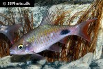 dawkinsia filamentosa dawkinsia filamentosa
