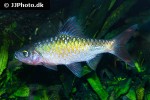 dawkinsia filamentosa dawkinsia filamentosa