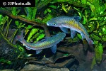dawkinsia filamentosa dawkinsia filamentosa