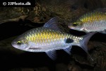 dawkinsia filamentosa dawkinsia filamentosa