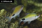 dawkinsia filamentosa dawkinsia filamentosa