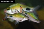 dawkinsia filamentosa dawkinsia filamentosa