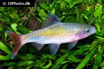 dawkinsia filamentosa dawkinsia filamentosa