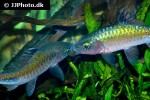 dawkinsia filamentosa dawkinsia filamentosa