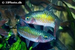 dawkinsia filamentosa dawkinsia filamentosa
