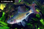 dawkinsia filamentosa dawkinsia filamentosa