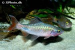 dawkinsia filamentosa dawkinsia filamentosa