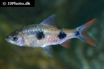 dawkinsia rubrotincta dawkinsia rubrotincta