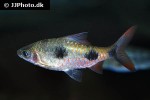 dawkinsia rubrotincta dawkinsia rubrotincta