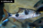 dawkinsia rubrotincta dawkinsia rubrotincta