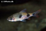 dawkinsia rubrotincta dawkinsia rubrotincta