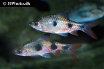dawkinsia rubrotincta dawkinsia rubrotincta