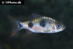 dawkinsia rubrotincta dawkinsia rubrotincta