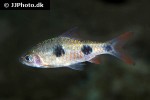 dawkinsia rubrotincta dawkinsia rubrotincta