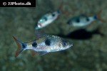 dawkinsia rubrotincta dawkinsia rubrotincta