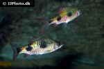 dawkinsia rubrotincta dawkinsia rubrotincta