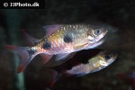 dawkinsia rubrotincta dawkinsia rubrotincta