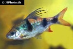 dawkinsia tambraparniei dawkinsia tambraparniei