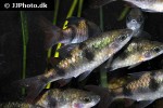 dawkinsia tambraparniei dawkinsia tambraparniei