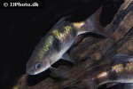 dawkinsia tambraparniei dawkinsia tambraparniei