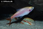 dawkinsia tambraparniei albino dawkinsia tambraparniei albino