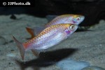 dawkinsia tambraparniei albino dawkinsia tambraparniei albino