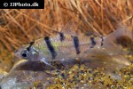 desmopuntius endecanalis desmopuntius endecanalis