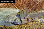 desmopuntius endecanalis desmopuntius endecanalis