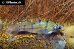 desmopuntius endecanalis desmopuntius endecanalis
