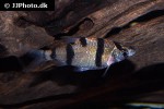 desmopuntius endecanalis desmopuntius endecanalis