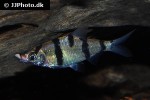 desmopuntius endecanalis desmopuntius endecanalis