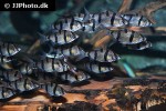 desmopuntius endecanalis desmopuntius endecanalis