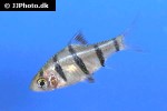 desmopuntius foerschi desmopuntius foerschi
