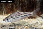 desmopuntius gemellus desmopuntius gemellus