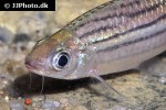 desmopuntius gemellus desmopuntius gemellus
