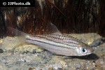 desmopuntius gemellus desmopuntius gemellus