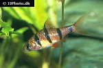 desmopuntius hexazona desmopuntius hexazona